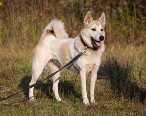 Магда из Зоо Дома