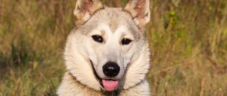 Магда из приюта Зоо Дом