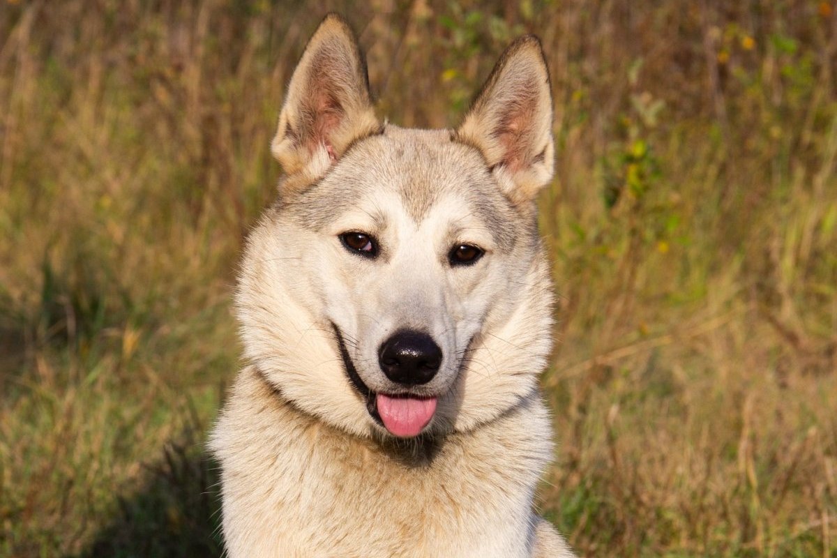 Магда из приюта Зоо Дом