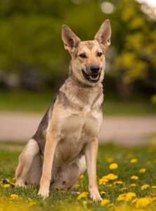 Милана из Зоо Дома