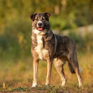 Пани из Зоо Дома