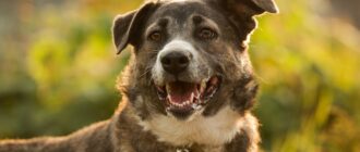 Пани из приюта Зоо Дом