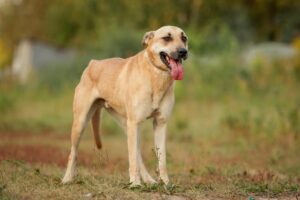 Пай из Зоо Дома