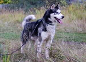 Шелдон из Зоо Дома