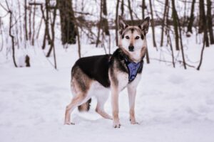 Литен из Красной сосны