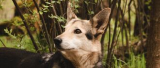 Литен из приюта Красная сосна