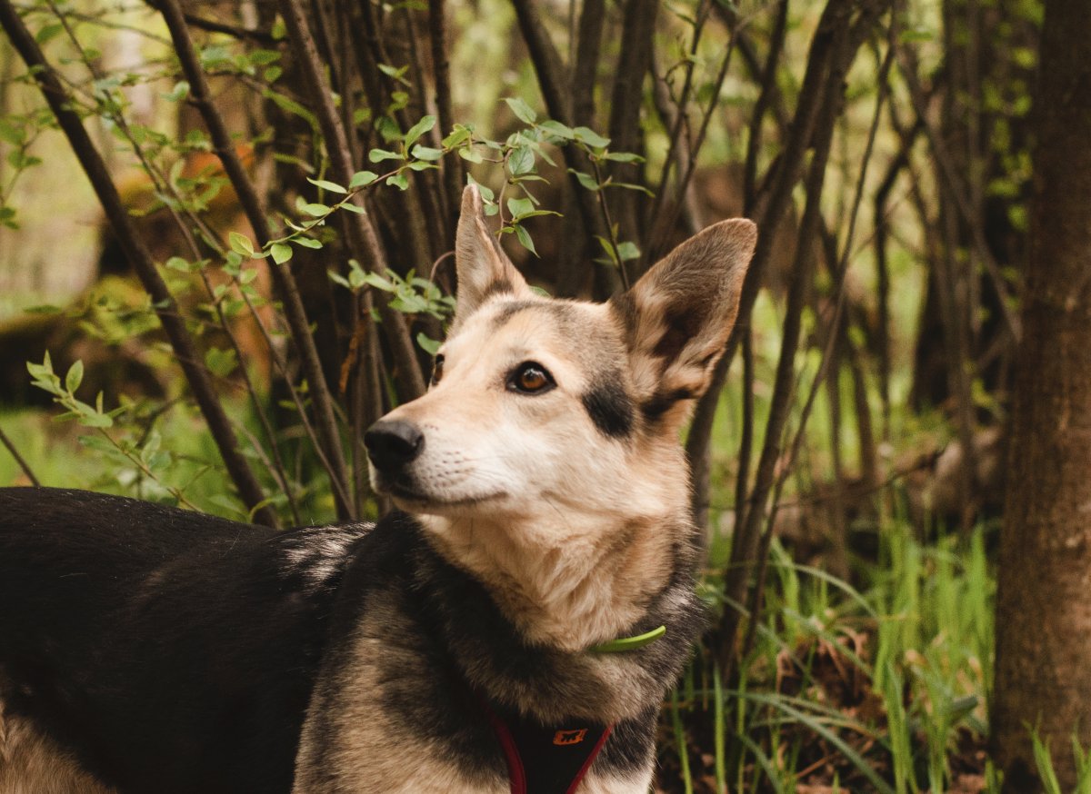 Литен из приюта Красная сосна