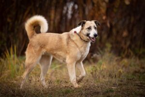 Кира из приюта Зоо Дом