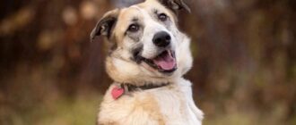 Кира из приюта Зоо Дом