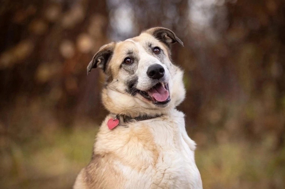 Кира из приюта Зоо Дом