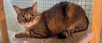 Кошка Афродита из приюта Искра