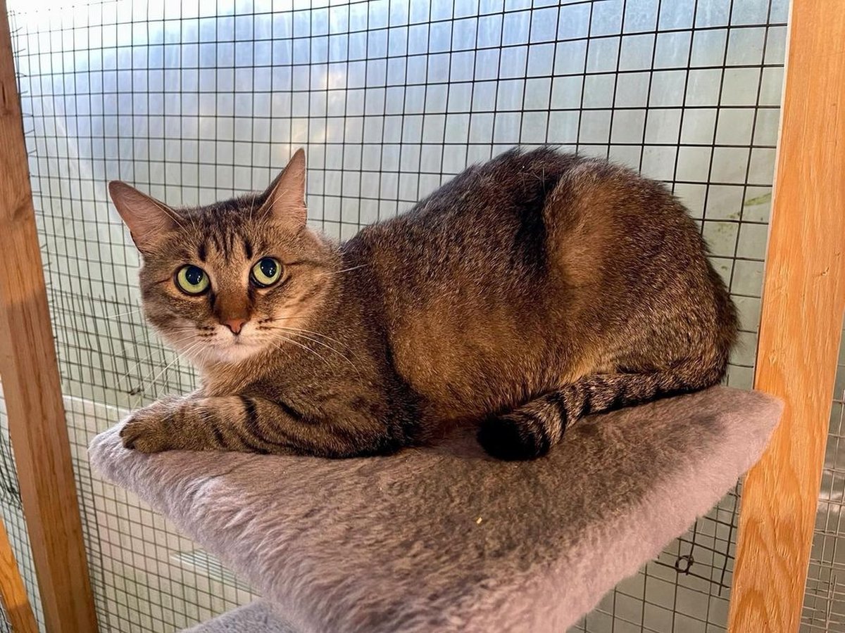 Кошка Афродита из приюта Искра