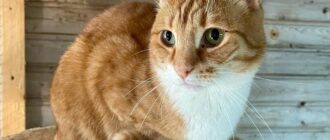 Атрей из приюта Искра