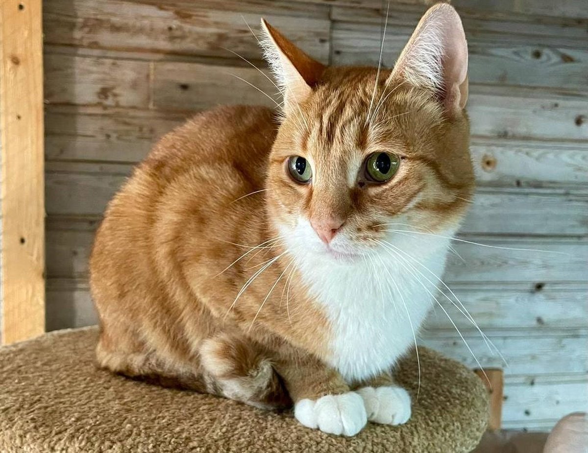 Атрей из приюта Искра