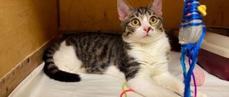 Кошка Барбариска из приюта Искра