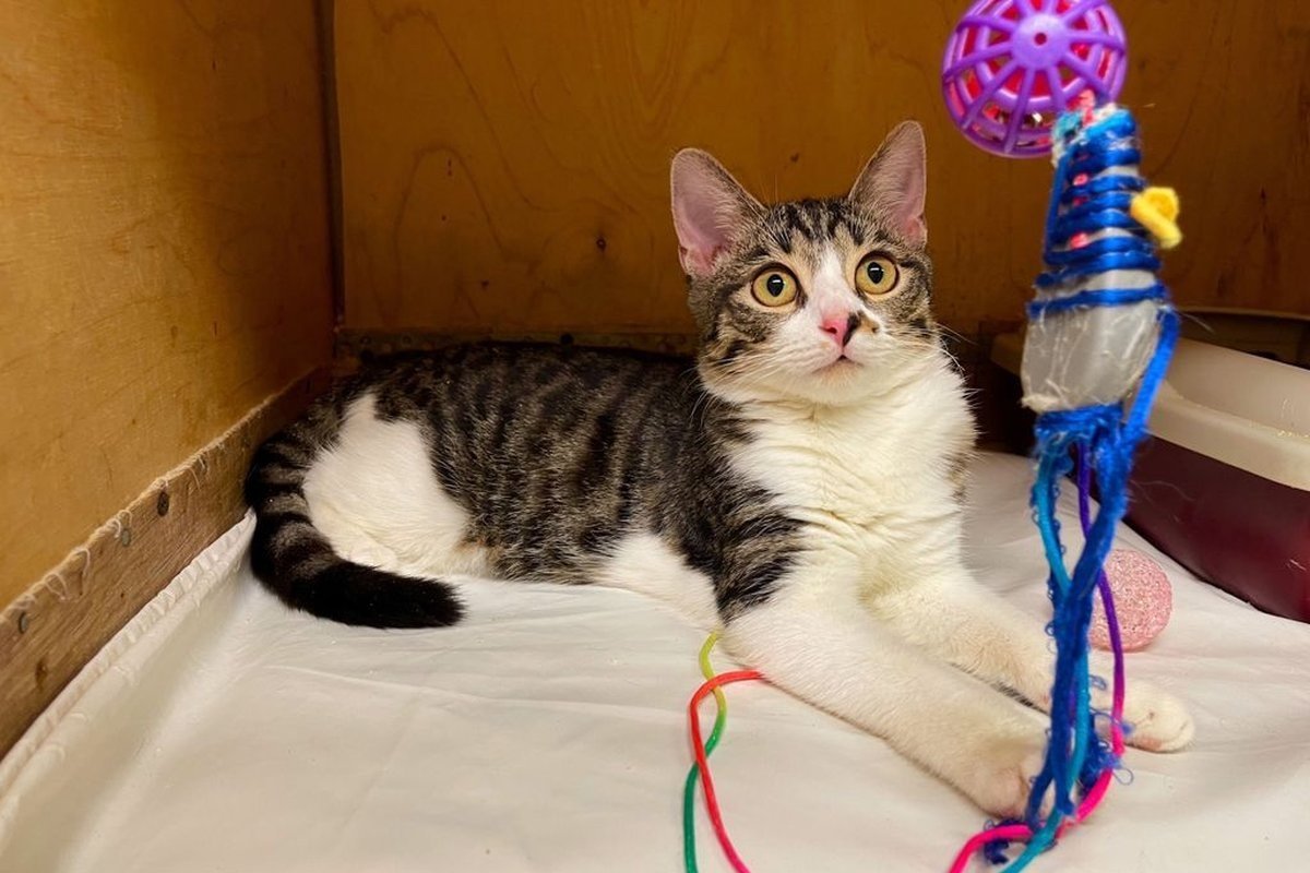 Кошка Барбариска из приюта Искра