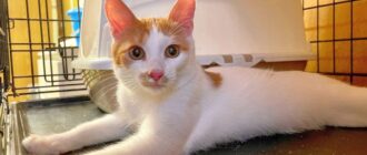 Котёнок Гарсон из приюта Искра