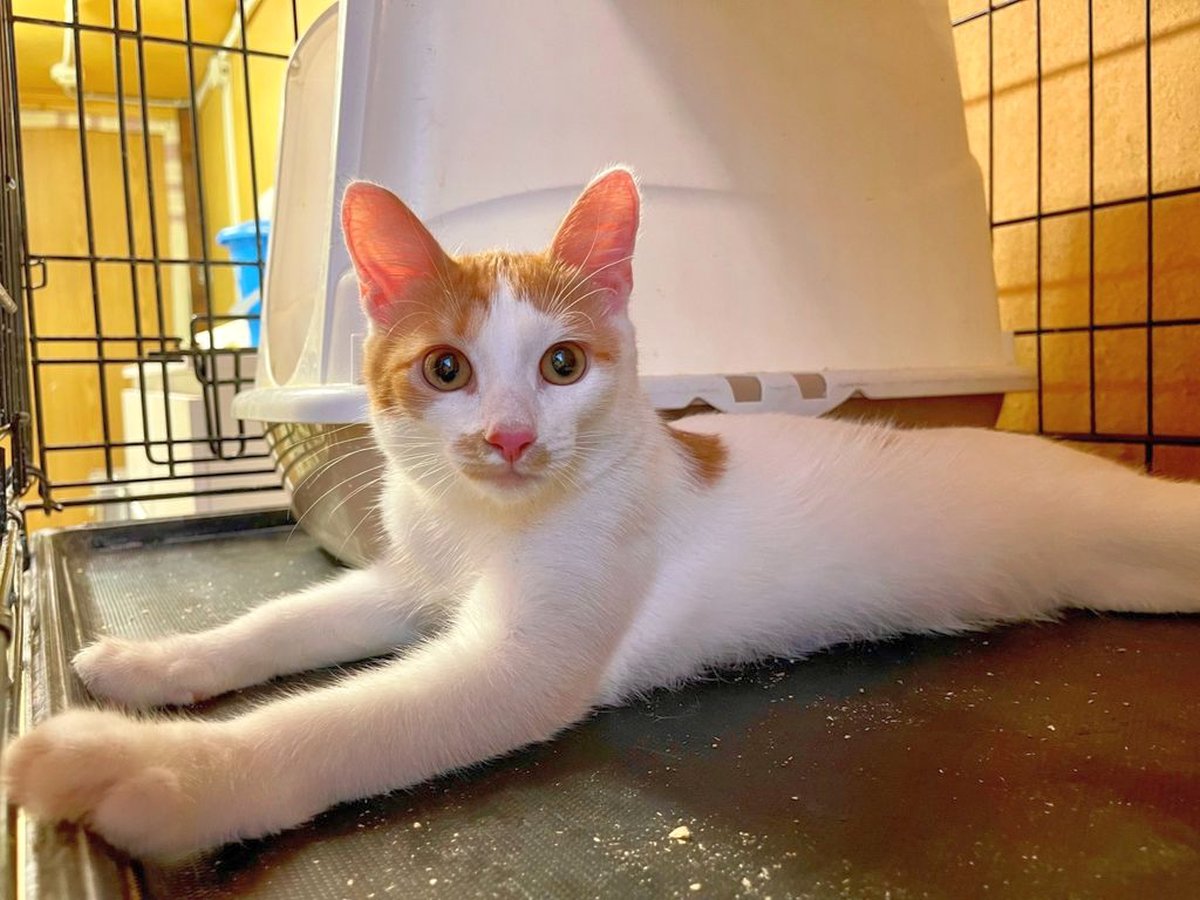 Котёнок Гарсон из приюта Искра