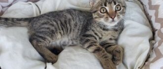 Котёнок Стёпа