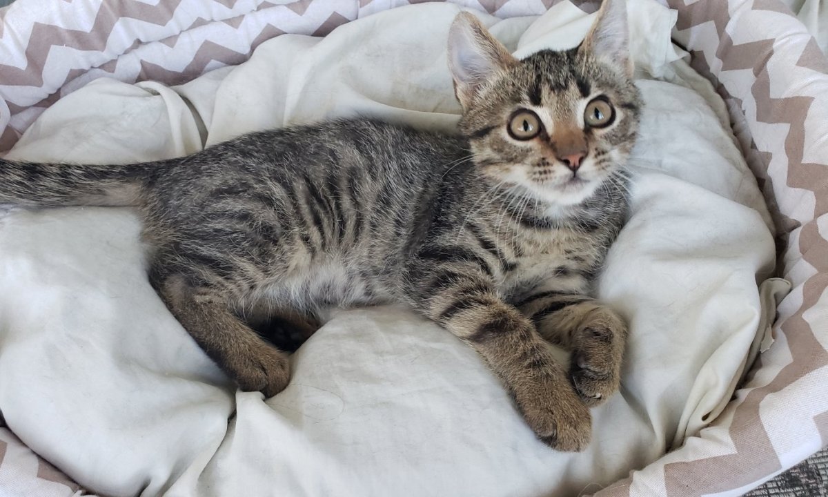 Котёнок Стёпа