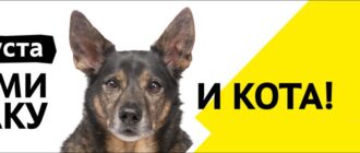 Выставка Всем по собаке 24 августа 2025
