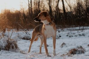 Баку из Красной сосны