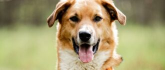 Баку из приюта Красная сосна