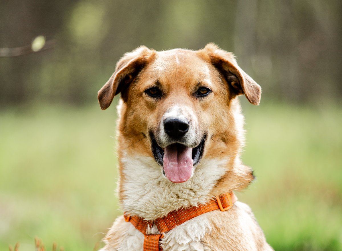 Баку из приюта Красная сосна