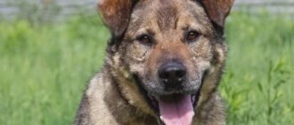 Миша из Зоо Дома