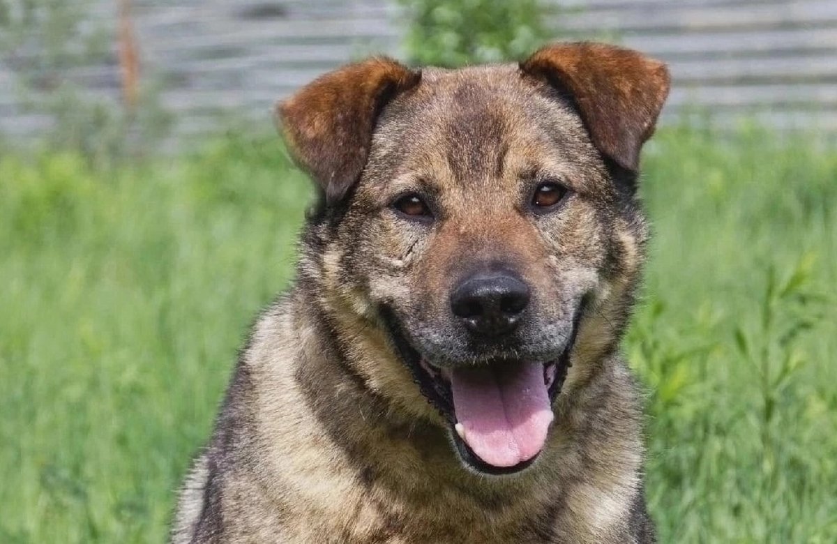 Миша из Зоо Дома