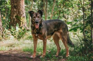 Бара из приюта Красная сосна