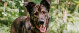 Бара из Красной сосны