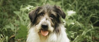 Барди из Красной сосны