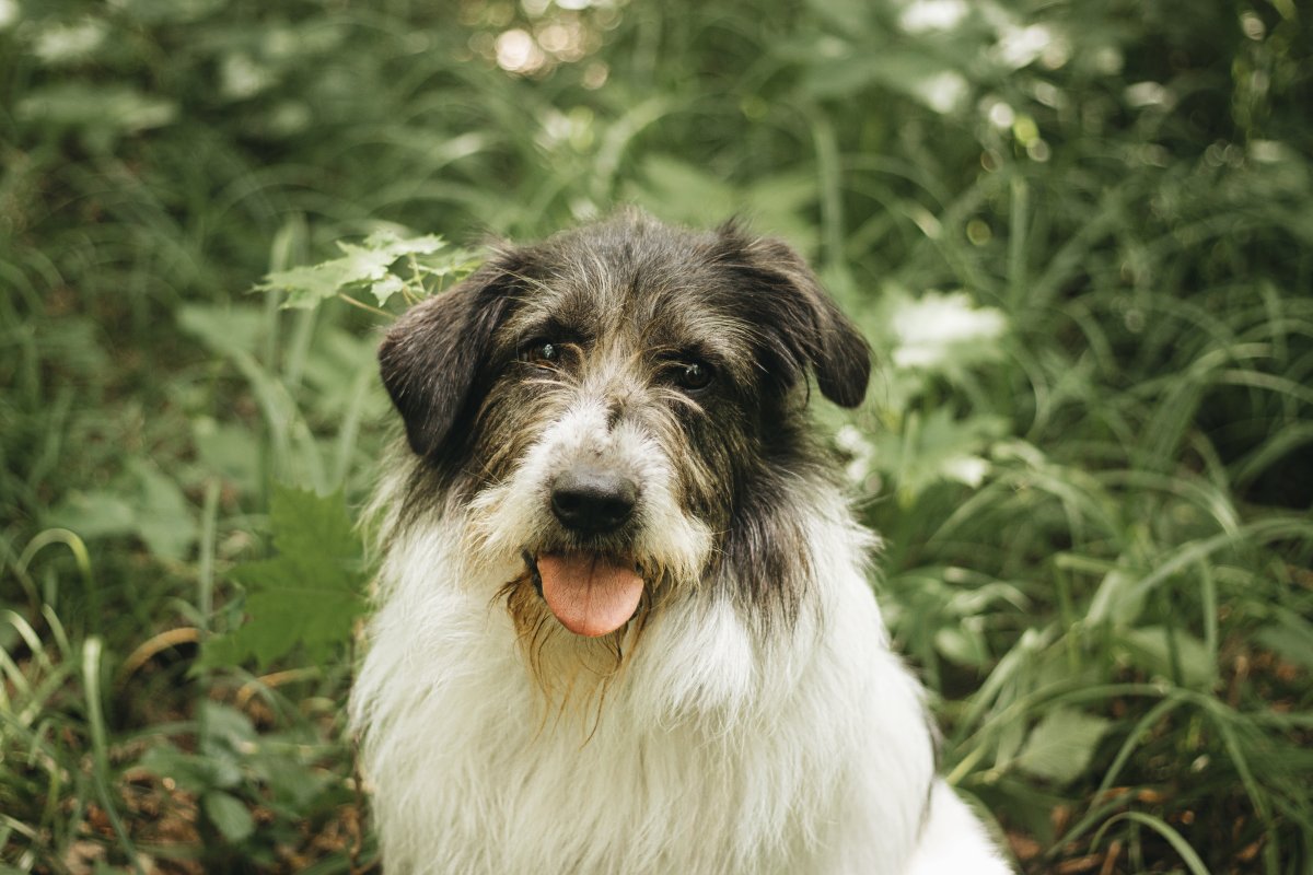 Барди из Красной сосны