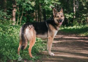 Лунница из приюта Красная сосна