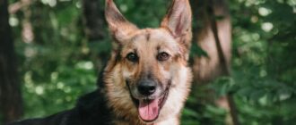 Лунница из Красной сосны