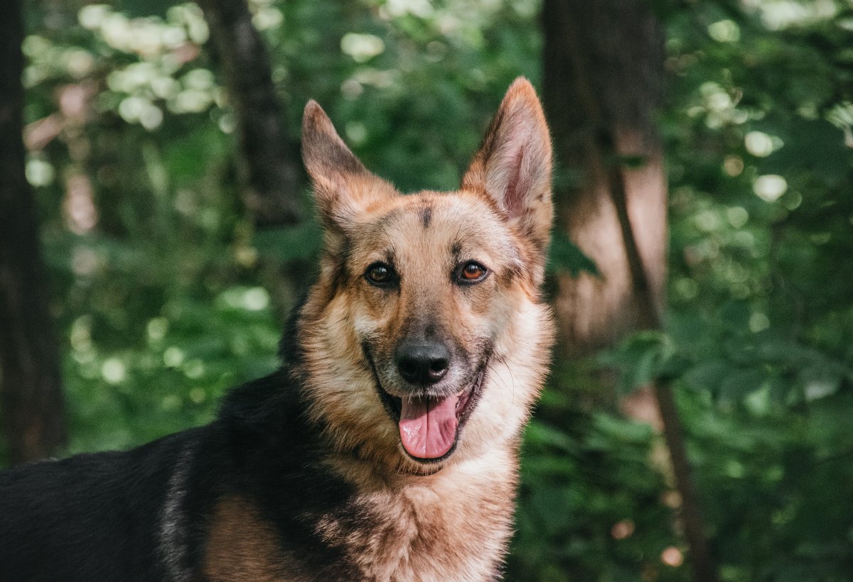 Лунница из Красной сосны