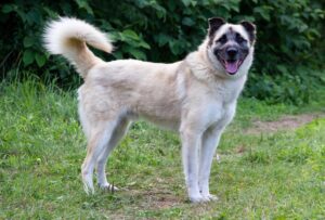 Боб из приюта Зоо Дом