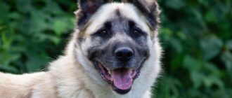 Боб из Зоо Дома