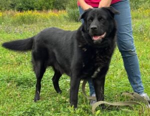 Чарльз из приюта Зоо Дом