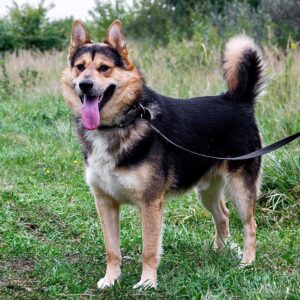 Джан из приюта Зоо Дом