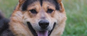 Джан из Зоо Дома