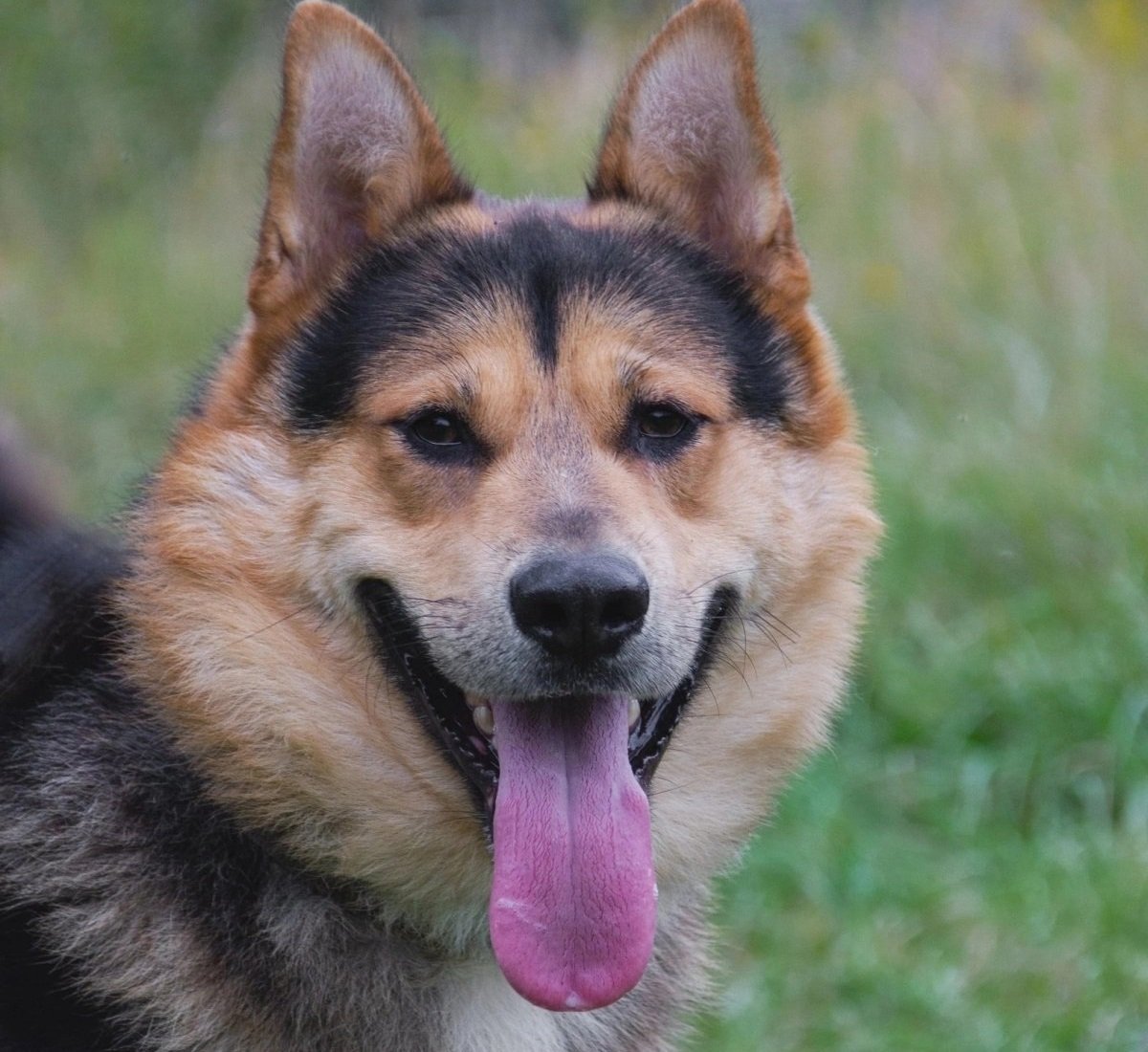 Джан из Зоо Дома