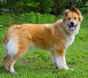 Лесси из приюта Зоо Дом