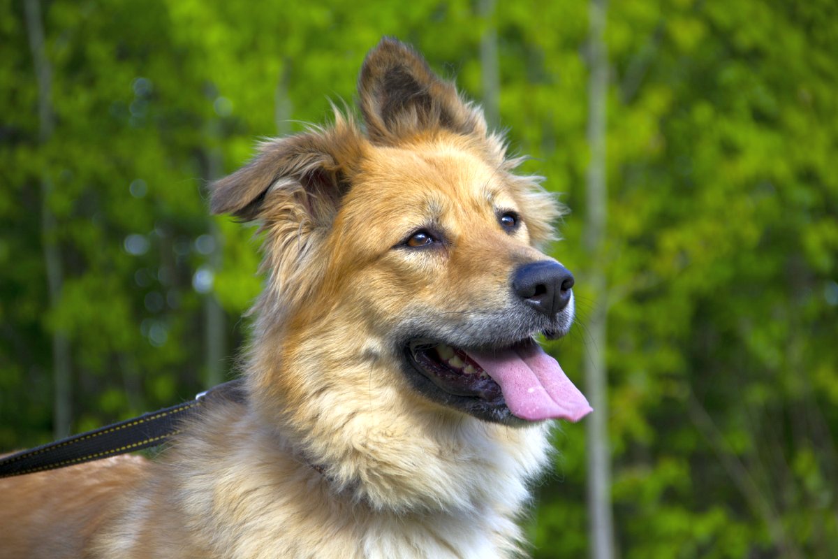 Лесси из Зоо Дома