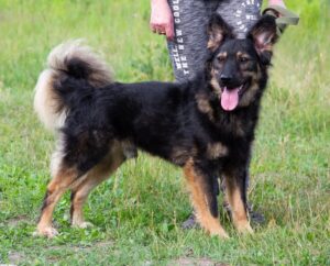 Шенди из приюта Зоо Дом