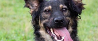 Шенди из Зоо Дома