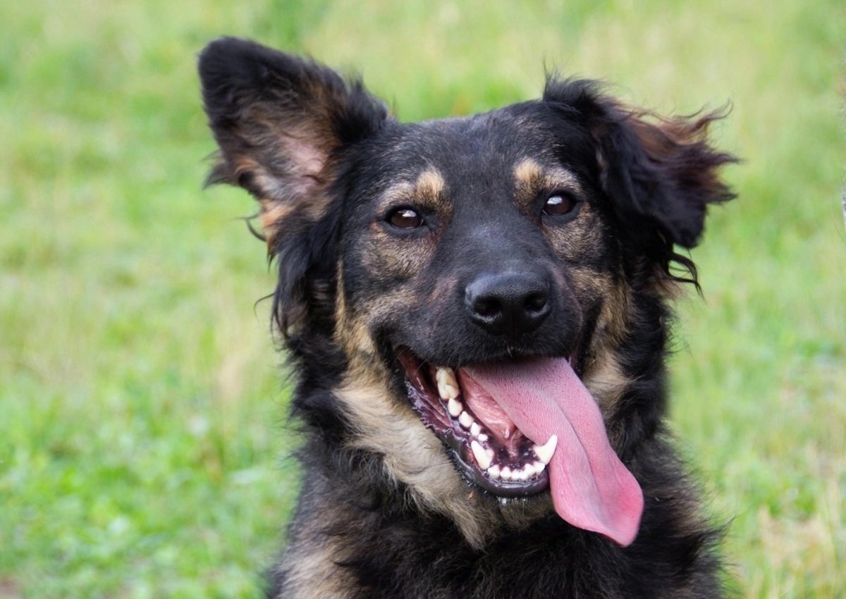 Шенди из Зоо Дома