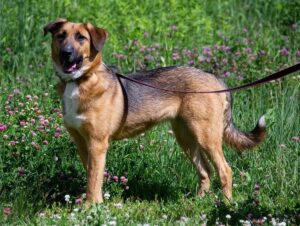 Шайн из приюта Зоо Дом