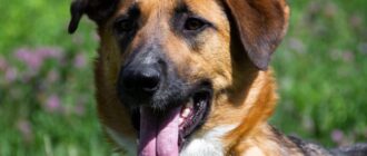 Шайн из Зоо Дома